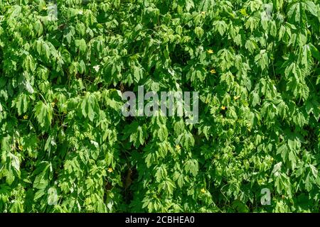 Momordica charantia im August, Stadt Isehara, Präfektur Kanagawa, Japan. Stockfoto