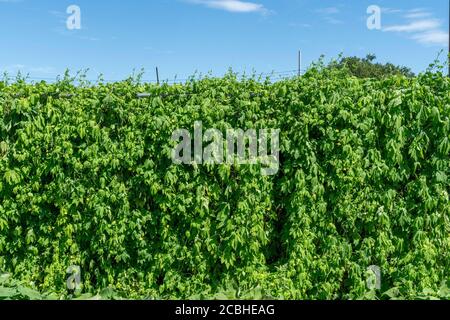 Momordica charantia im August, Stadt Isehara, Präfektur Kanagawa, Japan. Stockfoto