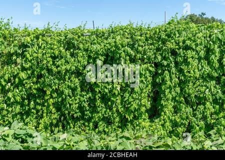 Momordica charantia im August, Stadt Isehara, Präfektur Kanagawa, Japan. Stockfoto