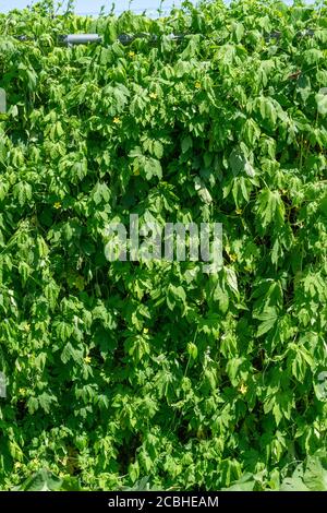 Momordica charantia im August, Stadt Isehara, Präfektur Kanagawa, Japan. Stockfoto