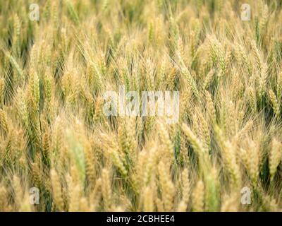 Roggenspießchen auf dem Feld. Junge Ähren von Weizen. Natürlicher Hintergrund. Nahaufnahme. Weichfokus. Stockfoto