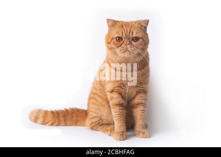 Studio-Aufnahme von niedlichen schottischen Falte Katze sitzen und freuen uns. Stockfoto