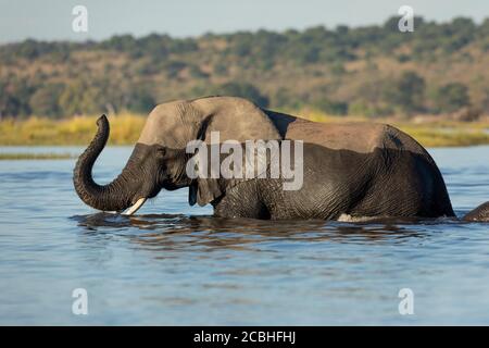 Erwachsene Elefant langsam durch Wasser mit Rüssel nach oben Chobe River Botswana Stockfoto