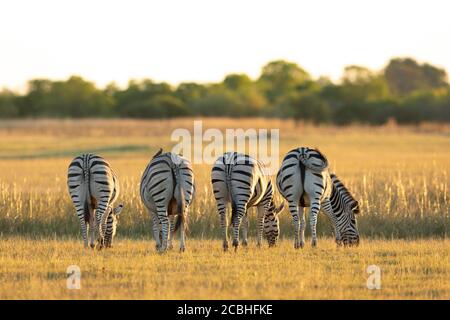 Vier Zebra-Böden mit Blick auf die Kamera mit Zebra essen Gras in Gelbes Licht in Moremi Okavango Delta Botswana Stockfoto
