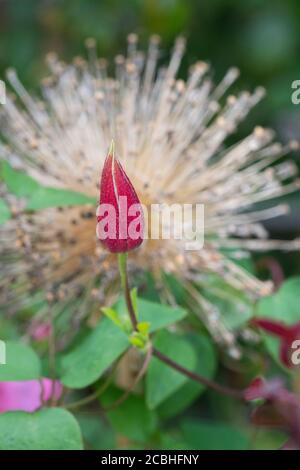 Clematis ‘Etoile Rose’ Blütenknospe vor einer verbrauchten Allium Ambassador Blume Stockfoto