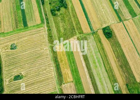 Ländliche Landschaft mit grünen und gelben Patchwork-Feldern und Bäumen. Luftaufnahme von fliegenden Drohnen Stockfoto