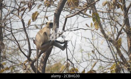 Langur-Affe, der in einem Baum im Tadoba Tiger Reserve sitzt In indien: 4K 60p Stockfoto