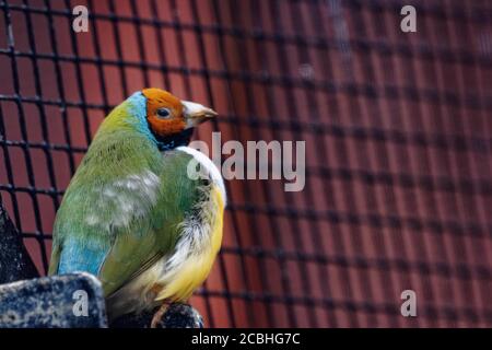 Der Gouldianfink (Chloebia gouldiae), auch bekannt als der Gouldianfink Lady, Goulds Fink oder Regenbogenfink, ist ein farbenfroher Singvogel. Stockfoto