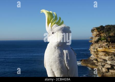 Nahaufnahme Profilansicht eines Schwefel-Crested Cockatoo mit Wappen Steh auf Stockfoto