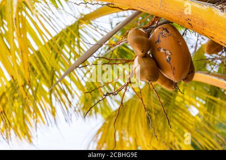 Palme voller Kokosnüsse am maledivischen Strand. Bereit zur Ernte, tropische Früchte auf Baum Stockfoto