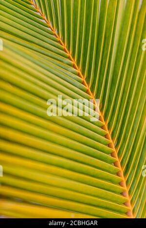 Nahaufnahme Palme Kokosblatt grün frische Textur Muster Linien Abstrakter Hintergrund der Perspektive Stockfoto