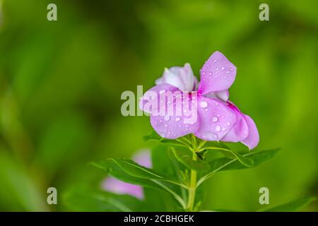 Regentropfen auf lila Blume. Naturgarten aus der Nähe, Blume nach Sommerregen Stockfoto