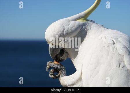 Schwefelcrested Cockatoo beim Frühstück am Meer Stockfoto