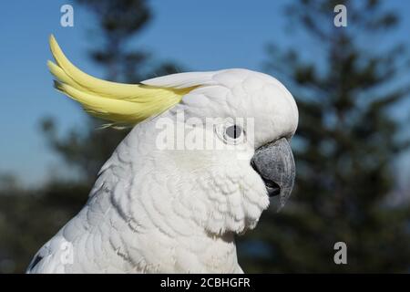 Rechtes Profil eines Schwefel-Crested Cockatoo Stockfoto