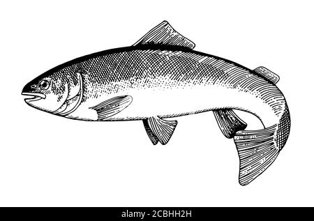 Hand Zeichnung Fisch Vektor. Bleistift, Papier, Filzstift. Isoliertes Objekt auf weißem Hintergrund. Fisch in Bewegung, in vivo. Teich, Fluss, Meer. Wedelt Schwanz, fl Stock Vektor