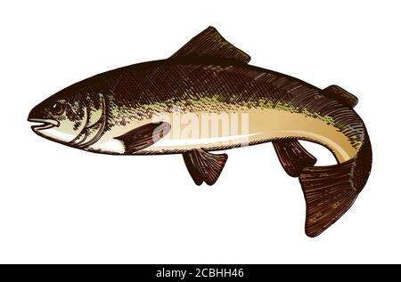 Hand Zeichnung Fisch Vektor. Bleistift, Papier, Filzstift. Isoliertes Objekt auf weißem Hintergrund. Fisch in Bewegung, in vivo. Teich, Fluss, Meer. Wedelt Schwanz, fl Stock Vektor