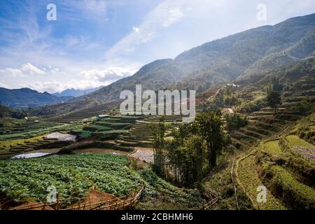 Draufsicht auf terrassenförmig angelegtes Reisfeld im Dezember, Sapa, Vietnam Stockfoto