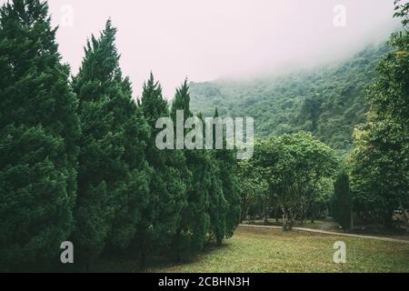 Nebelnebel im Kiefernwald an Berghängen. Farbtonung, verblasste, bewaldete Berghänge in niedrig liegender Wolke mit immergrünen Nadelbäumen eingehüllt Stockfoto