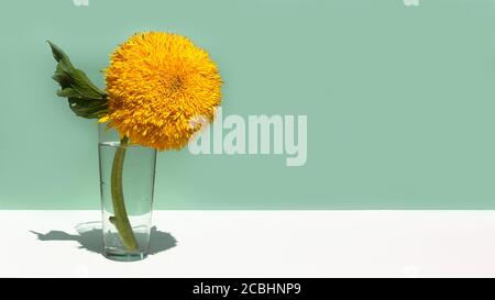 Eine große gelbe dekorative Sonnenblume in einer Glasvase auf einem minzfarbenen Hintergrund. Kreative minimale Stillleben. Stockfoto