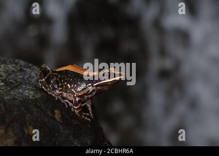 Fungoid Frog sitzt auf den Felsen, Pune District, Maharashtra, Indien Stockfoto