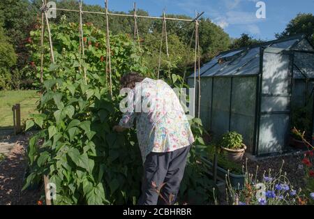 Weibliche Ernte Home Grown Organic Climbing Französische Bohnen Aufwachsen eines Bamboo Wigwam auf einer Zuteilung in einem Gemüsegarten in Rural Devon, England, Großbritannien Stockfoto