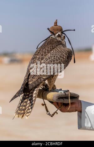 Ein Araber in traditioneller arabischer Tracht mit einem Falken brachte Für den Wettbewerb beim Al Dhafra Kamelfest Stockfoto