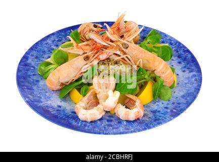 Frisch gekochte ganze Dublin Bay Garnelen auch als Kaisergranat bekannt Und scampi auf einer blauen Platte isoliert auf einem weißen Hintergrund Stockfoto