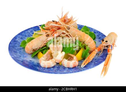 Frisch gekochte ganze Dublin Bay Garnelen auch als Kaisergranat bekannt Und scampi auf einer blauen Platte isoliert auf einem weißen Hintergrund Stockfoto