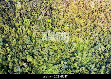 Waldmuster Ansicht von oben. Hintergrund ist grün aus Dschungel Regenwald. Stockfoto