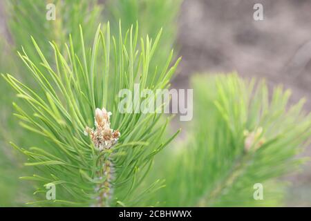 Knospen von Nadelbäumen im Frühling erwachen an klaren sonnigen Tag. Stockfoto