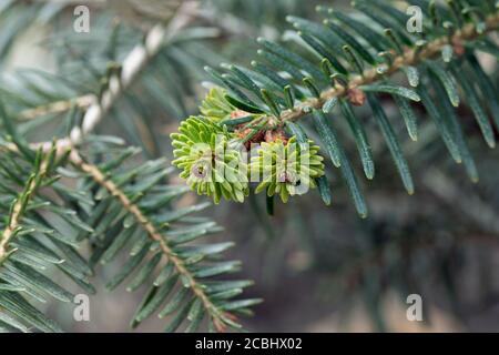 Zweig mit jungen grünen Zapfen und Kiefernnadeln Stockfoto