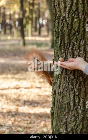 Füttern von Eichhörnchen im Herbstpark. Weibliche Hand geben ein Eichhörnchen eine Walnuss. Nahaufnahme Stockfoto