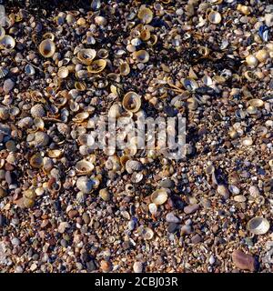 Muscheln und Muschelschutt an einem schottischen Strand vor der Ostküste Schottlands, oben auf dem Sand und feinem Kies, der bei Ebbe freigelegt wird. Stockfoto