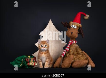 Niedliche rote Hauskatze Kätzchen, sitzen mit Spielzeug Rentier und Beutel des Präsens vor Holzbaum. Blick direkt auf die Kamera. Isoliert auf schwarzer Rückseite Stockfoto