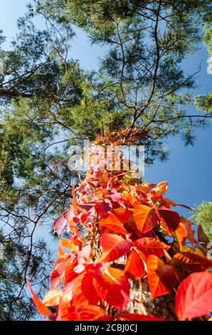 Rote Herbst-Wildtrauben um einen hohen Kiefernstamm gewickelt vor einem klaren blauen Himmel im Herbstpark an einem sonnigen Tag. Stockfoto