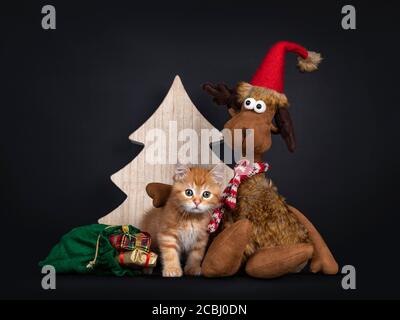Niedliche rote Hauskatze Kätzchen, sitzen mit Spielzeug Rentier und Beutel des Präsens vor Holzbaum. Blick direkt auf die Kamera. Isoliert auf schwarzer Rückseite Stockfoto