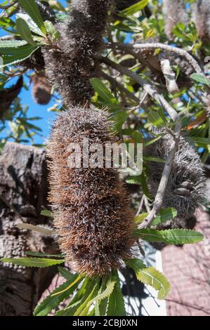 Getrocknete Blüten von Wallum banksia (Banksia aemula) Ein Australier aus sumpfiger Küstenheide Stockfoto