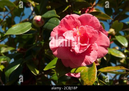 Camellia in Flower, Melbourne, Australien, August 2020 Stockfoto