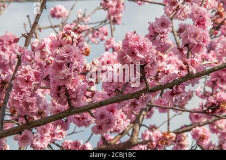 Blühende Pfirsichblüte auf Straßenbäumen in Melbourne, Australien, August 2020 Stockfoto