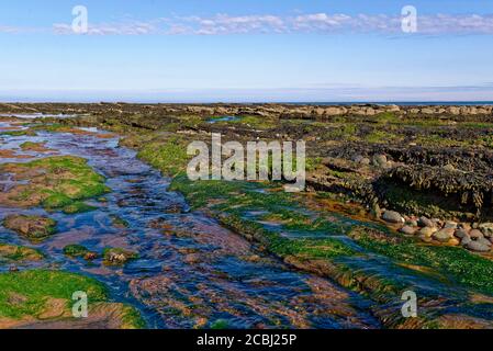 Meerwasser fließt durch die verschiedenen Felsenpools und Kanäle, die zwischen den mit Algen bedeckten Felsenstrata an diesem schottischen Strand bei Low Tide gefunden werden. Stockfoto