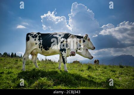 Fotomontage der Kuh, die in den Bergen grast, mit drei Köpfen in verschiedenen Positionen. Milchkuh grast in den Bergen an einem sonnigen Sommertag Stockfoto