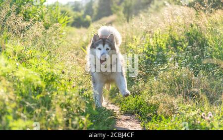 Lustige Hund läuft entlang Weg zwischen Sommer Gras Stockfoto