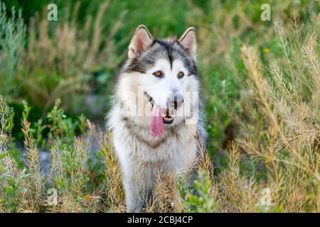 Niedliche alaskan Malamute mit Zunge aus im Sommer Gras stehen Stockfoto