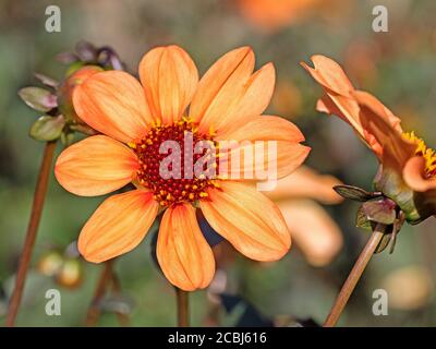 Blühende dahlien im garten Stockfoto