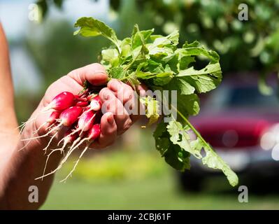 Die Hand der Frau hält einen jungen Rettich auf dem Hintergrund Der Garten Stockfoto