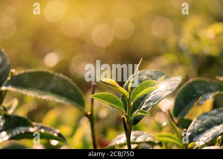 Grüner Tee Knospe und frische Blätter. Nahaufnahme Teeplantagen Feld in Thailand am Morgen mit Sonnenlicht und wunderbare Bokeh. Poster mit grünem Tee Stockfoto