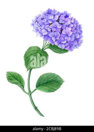 Violette Hydrangea Aquarell botanische Illustration Stockfoto