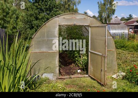 Tomatensämlinge, die im Gewächshaus wachsen. Gewächshaus für Tomaten im Garten. Stockfoto