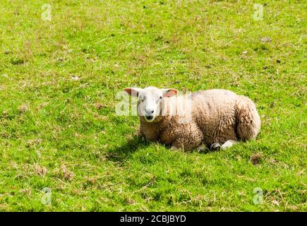 Killerton National Trust House and Garden in Devon. Stockfoto