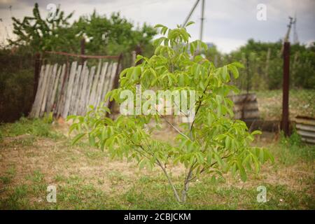Kleine Walnussbaum wachsen in einem Sommer ländlichen Garten Stockfoto